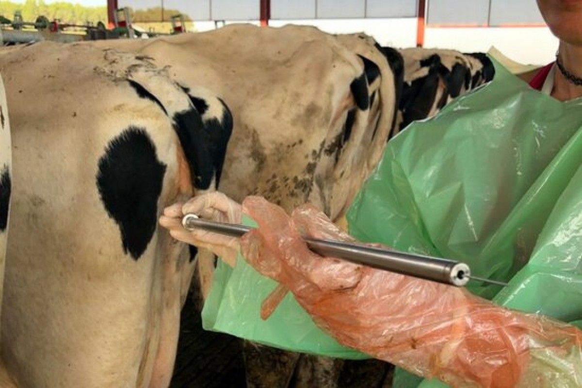 Una investigadora de l'Agrotecnio-UdL aplica la tècnica de la punció fol·licular no ecoguiada per inseminar una vaca