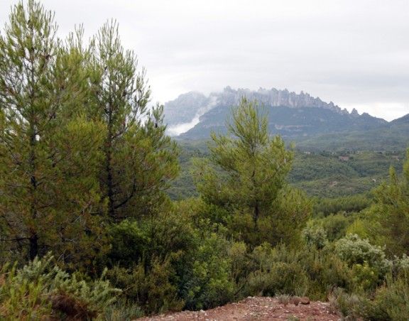 Els boscos de Montserrat s'han regenerat amb una elevada densitat de pi blanc.