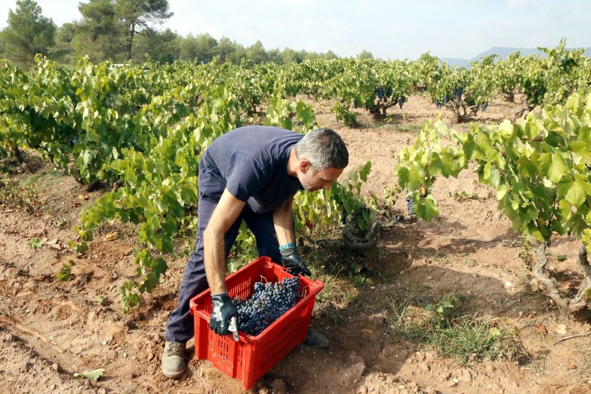 Un treballador del celler Abadal carregant una caixa plena de raïm negre després de collir-lo en una vinya a Salelles
