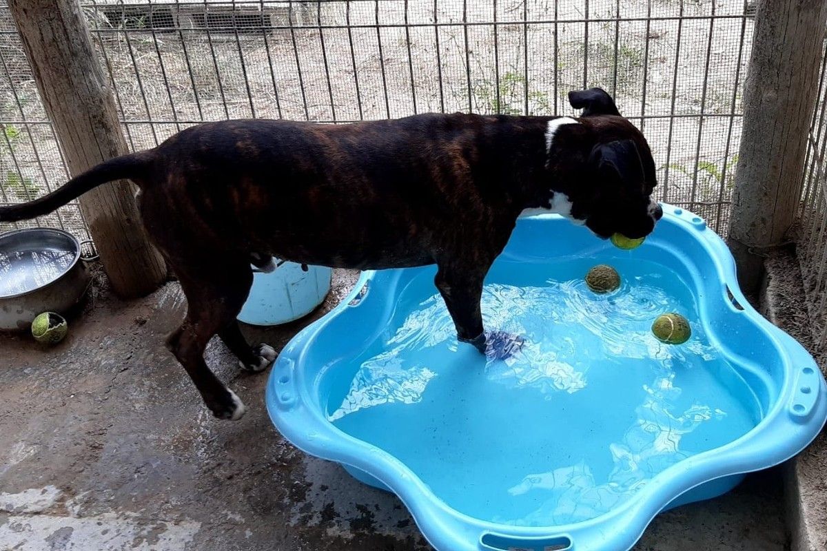 Un dels gossos de l'Associació Quissos jugant en una piscina donada