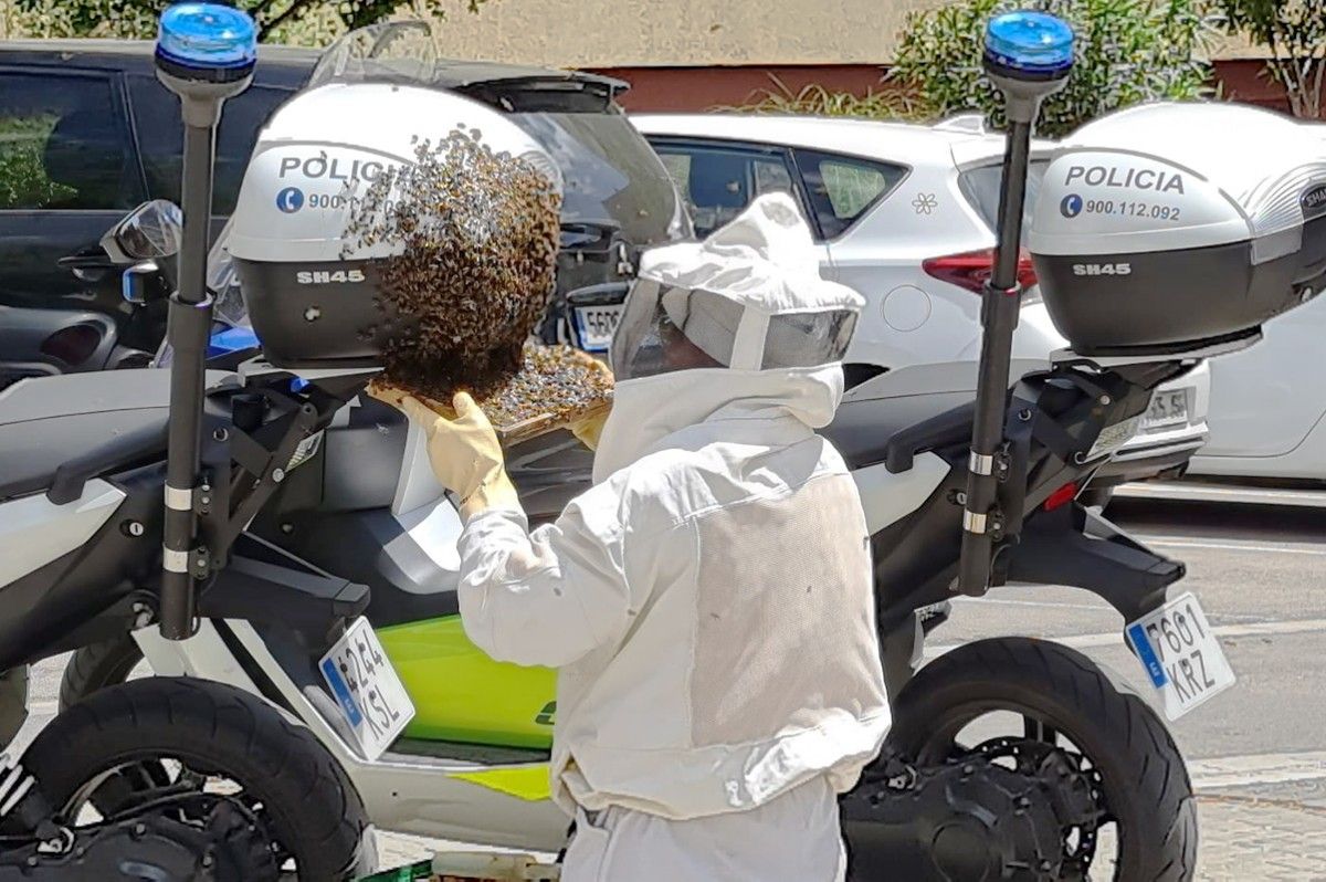 La primera activitat de la Setmana de la Natura serà l'observació d'abelles