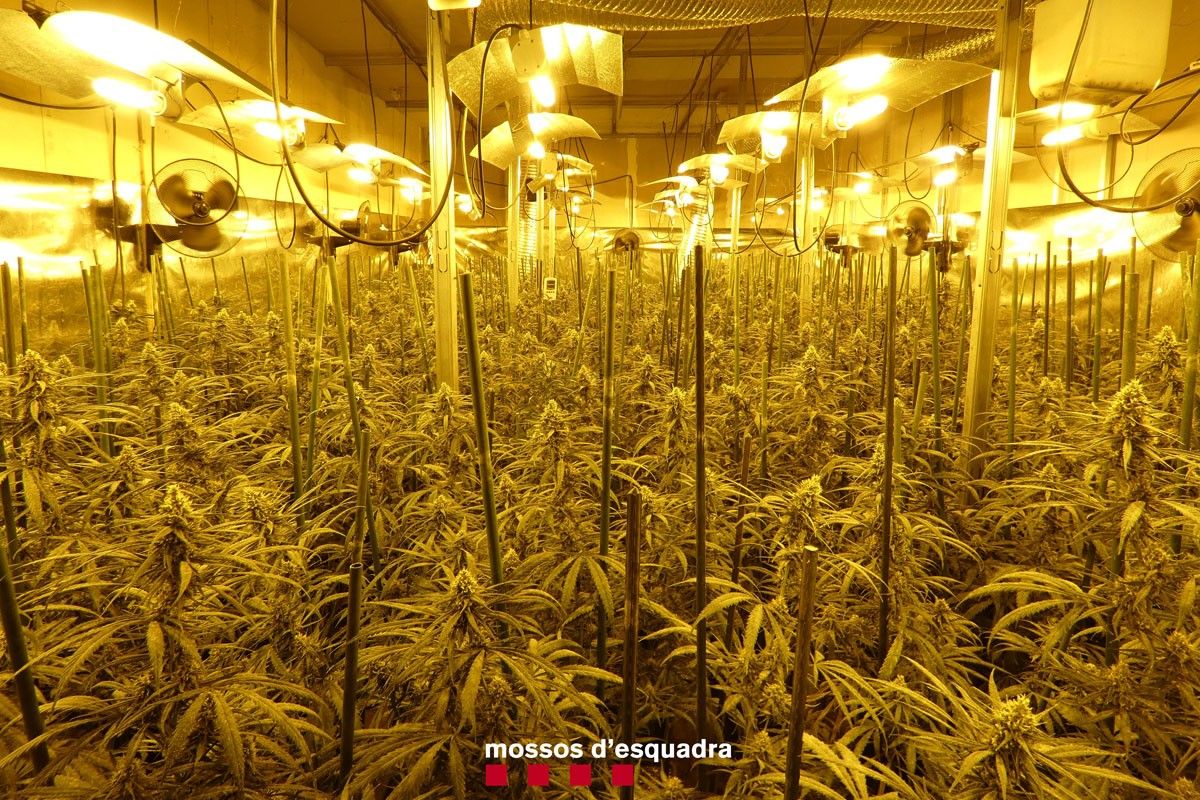 Plantes de marihuana en una nau del polígon Pont Nou de Manresa