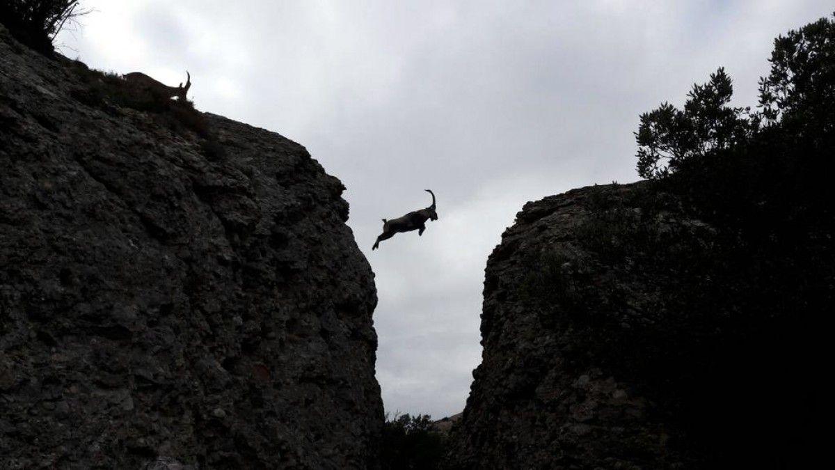 La cabra salvatge saltant al Parc Natural de Montserrat
