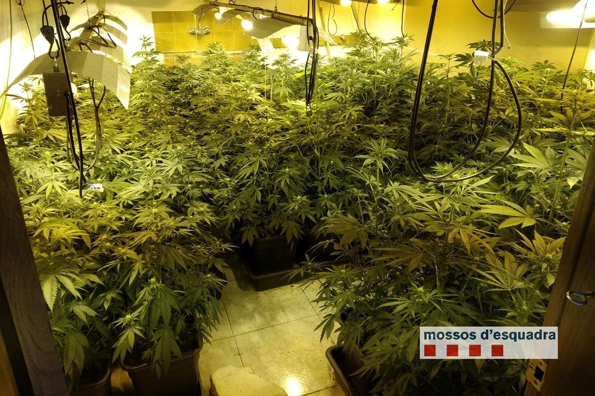 Plantació de marihuana trobada a la casa de Castellcir