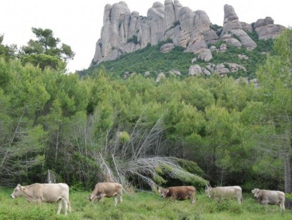 Vaques pasturant a l'entorn del Parc Natural del massís de Montserrat