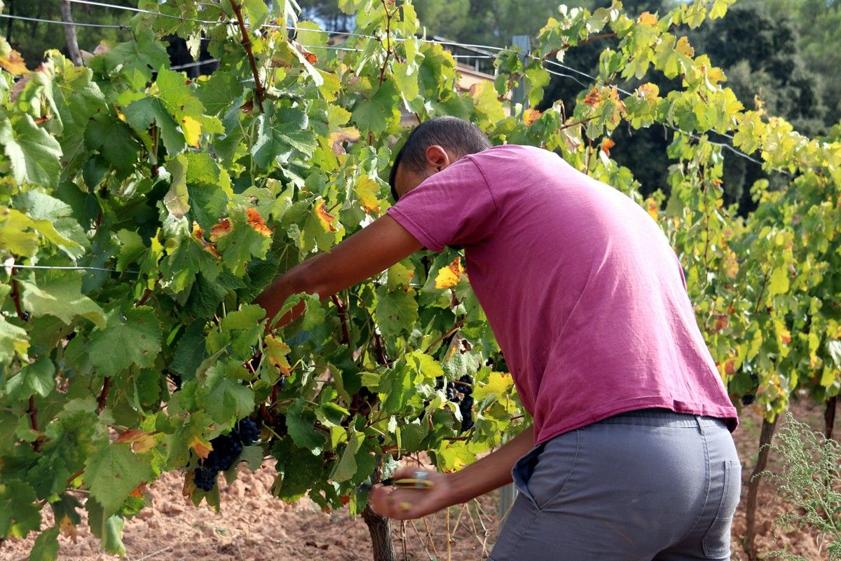 Un empleat recollint el raïm a les vinyes del Celler El Molí, al nucli de Monistrolet, a Rajadell