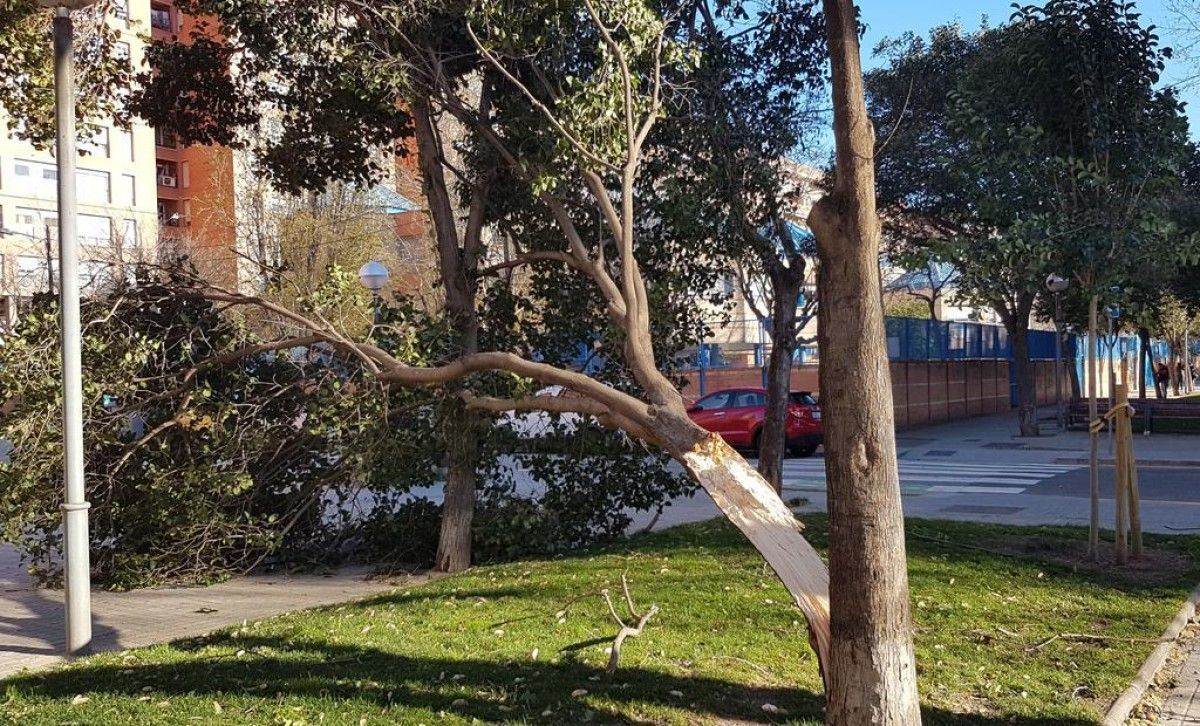 Un arbre partit al carrer Perú de Barcelona, a causa del vent