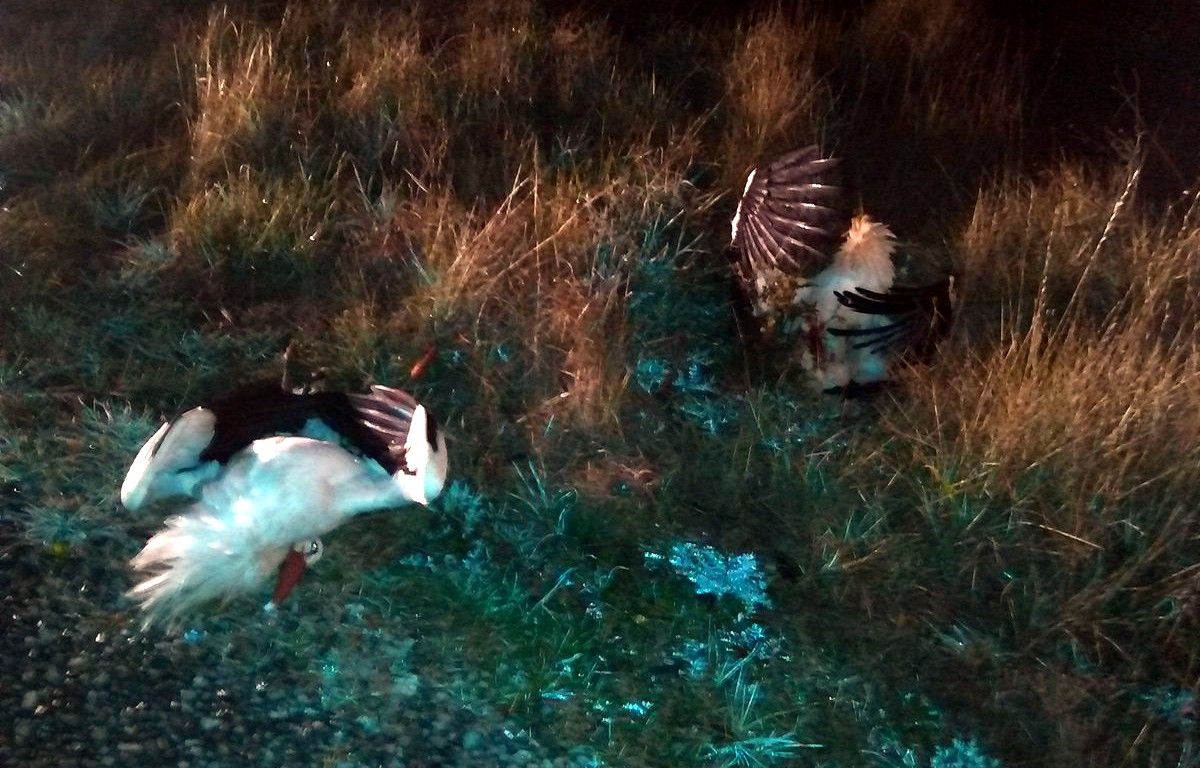Les dues cigonyes mortes a Santa Maria d'Oló