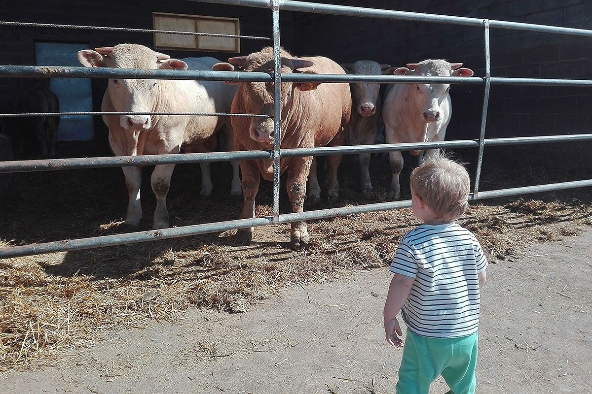 Un infant observa unes vaques en una explotació ramadera