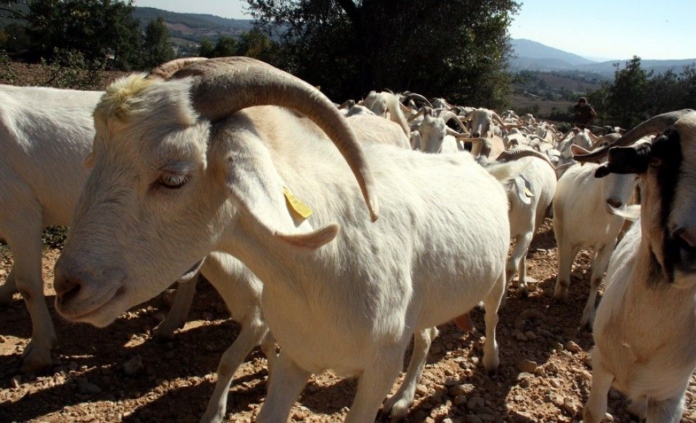 La jornada sobre fitoteràpia en oví i cabrum ecològic es durà a terme dilluns