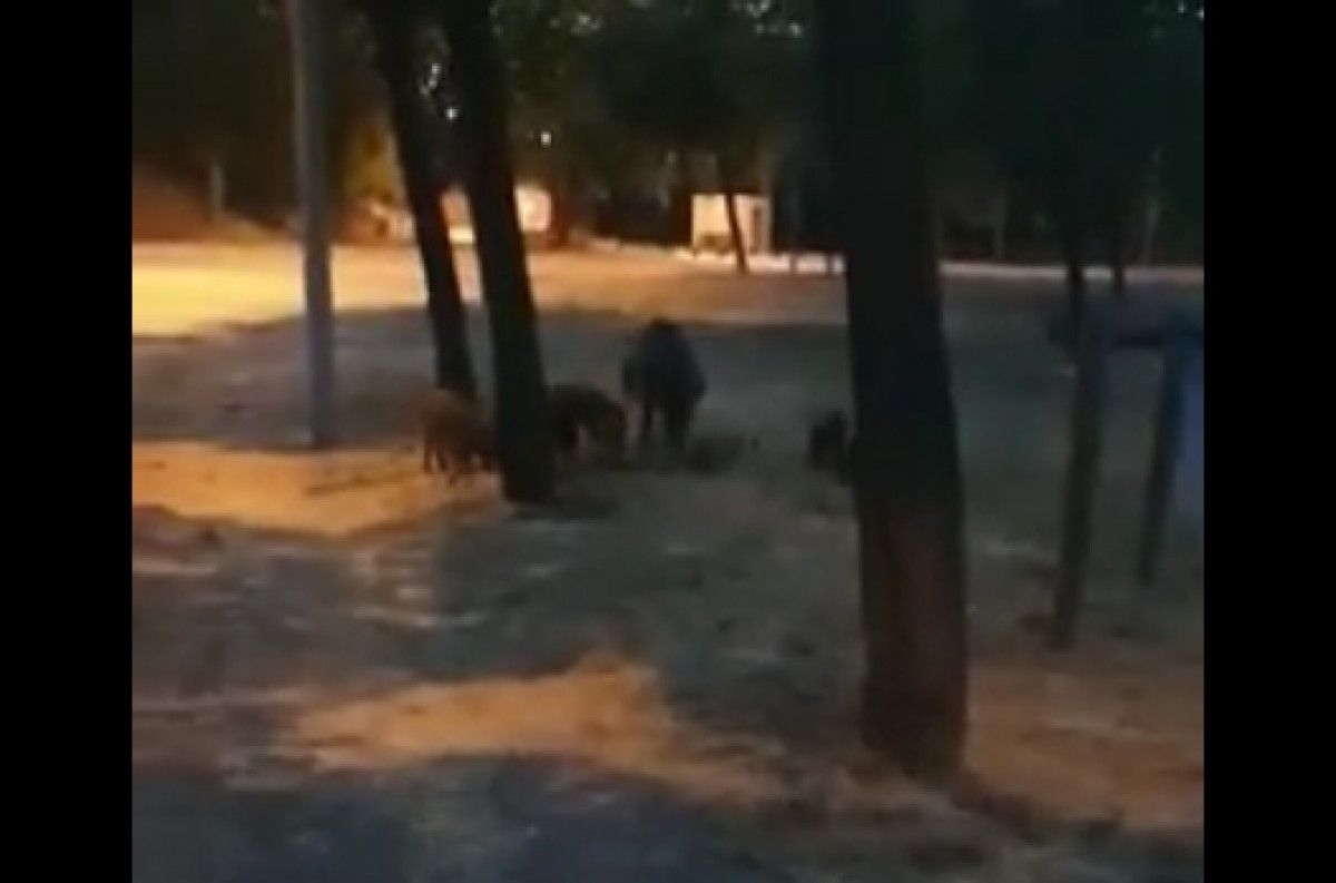 VÍDEO Porcs senglars al Congost, davant de l'estadi de futbol