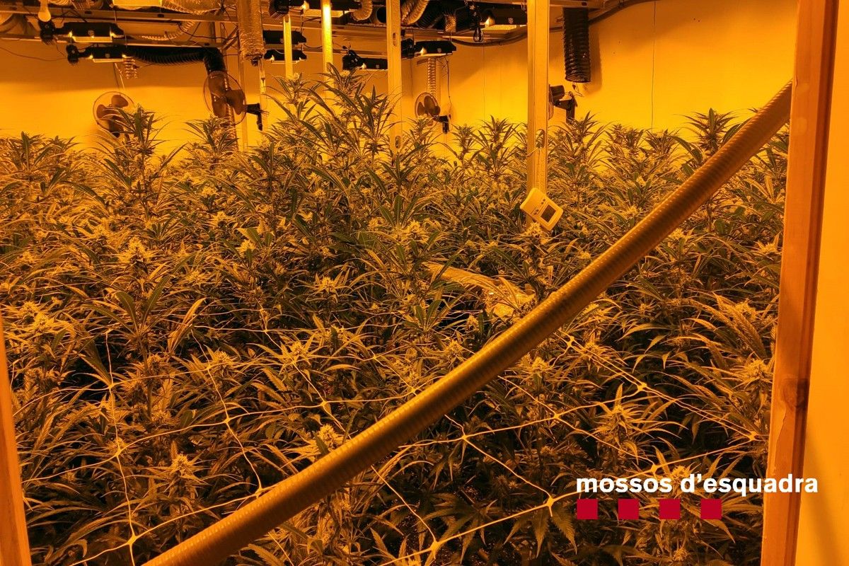 Plantació de marihuana trobada a Castellterçol
