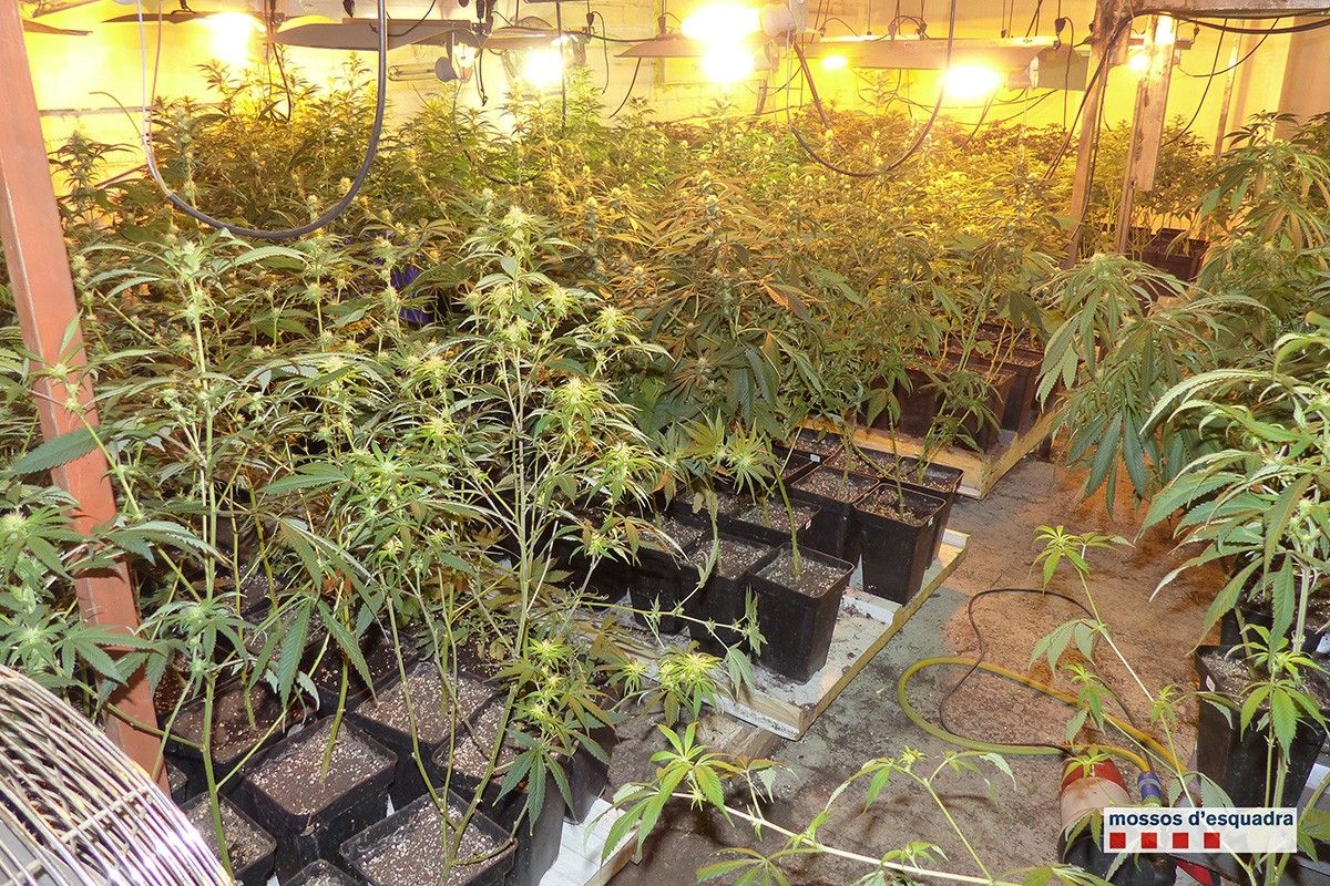 Plantació de marihuana localitzada en una nau de Navarcles