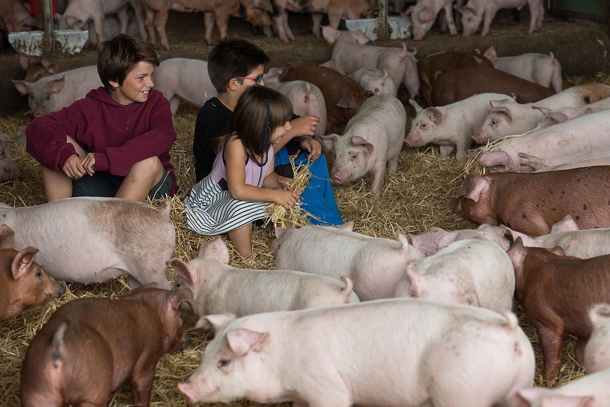Infants es distreuen en una granja de porcs, en el marc de Benvinguts a pagès