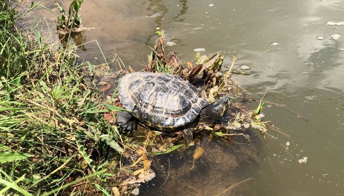 Imatge d'una tortuga de Florida trobada a la Sèquia de Manresa