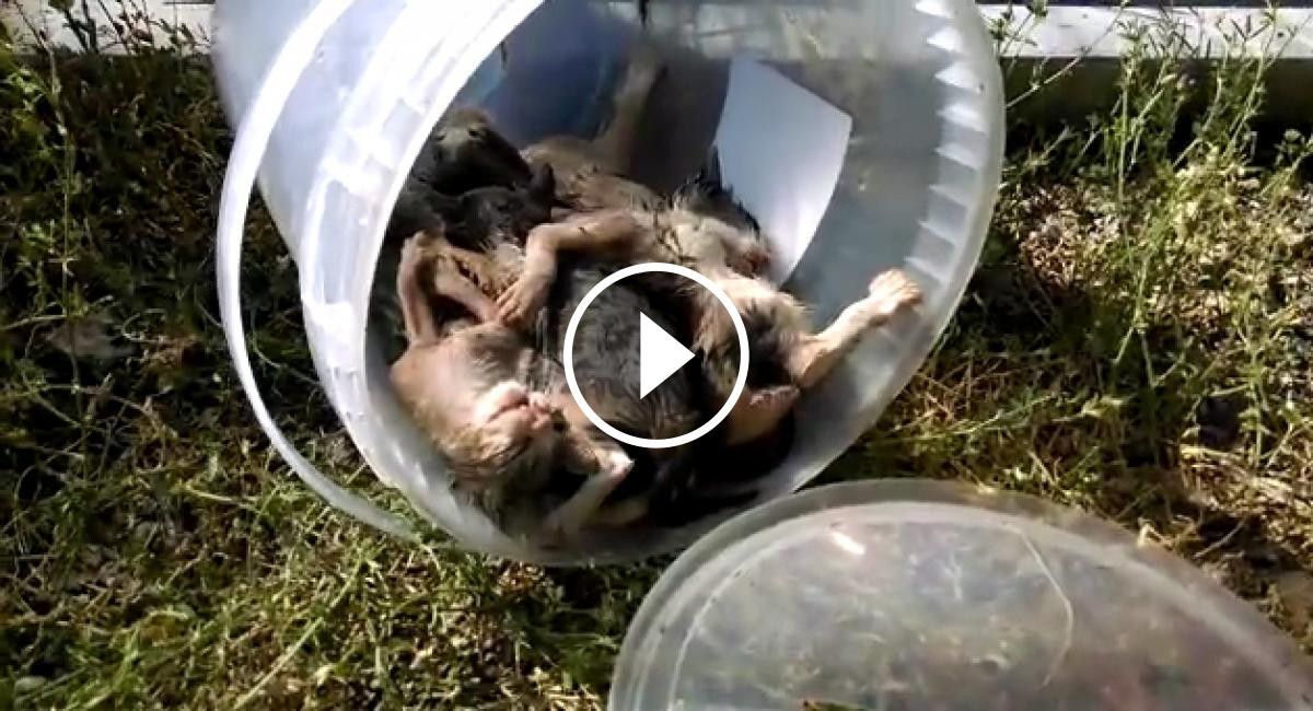 VÍDEO de la trobada del pot de plàstic amb els cinc gats morts