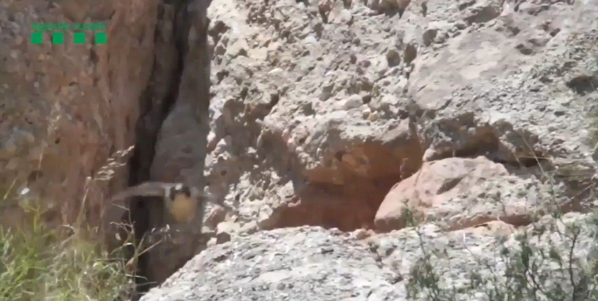 VÍDEO Un falcó pelegrí vola a Montserrat