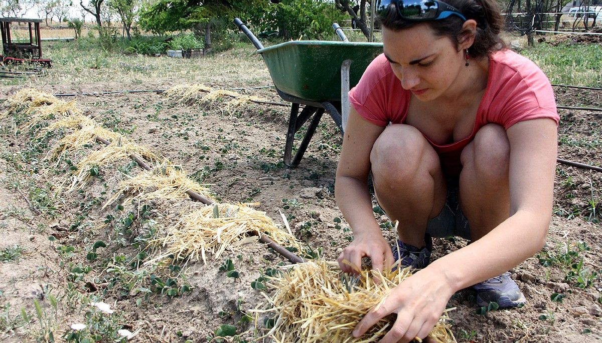 La responsable de 'Terra Viva', Marta Serra, cuidant les plantes de lavanda