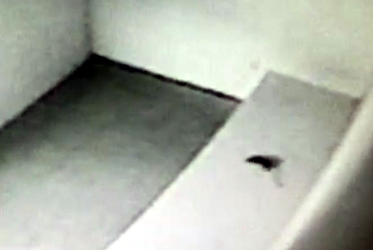 Captura d'un vídeo on s'hi veu una rata a la comissaria de Manresa