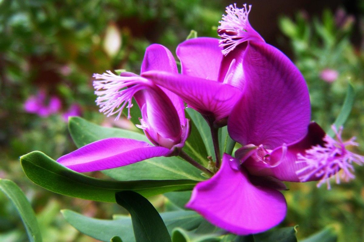 Flor de la Polygala myrtifolia