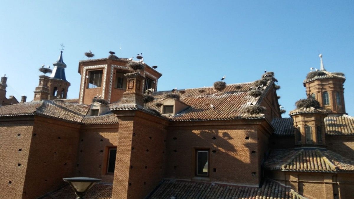 Nius de cigonyes a les teulades de la Col·legiata de Sant Miquel, a Alfaro