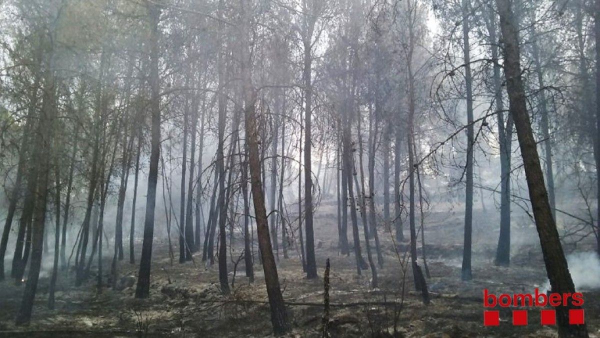 El bosc després d'un dels dos incendis d'Artés