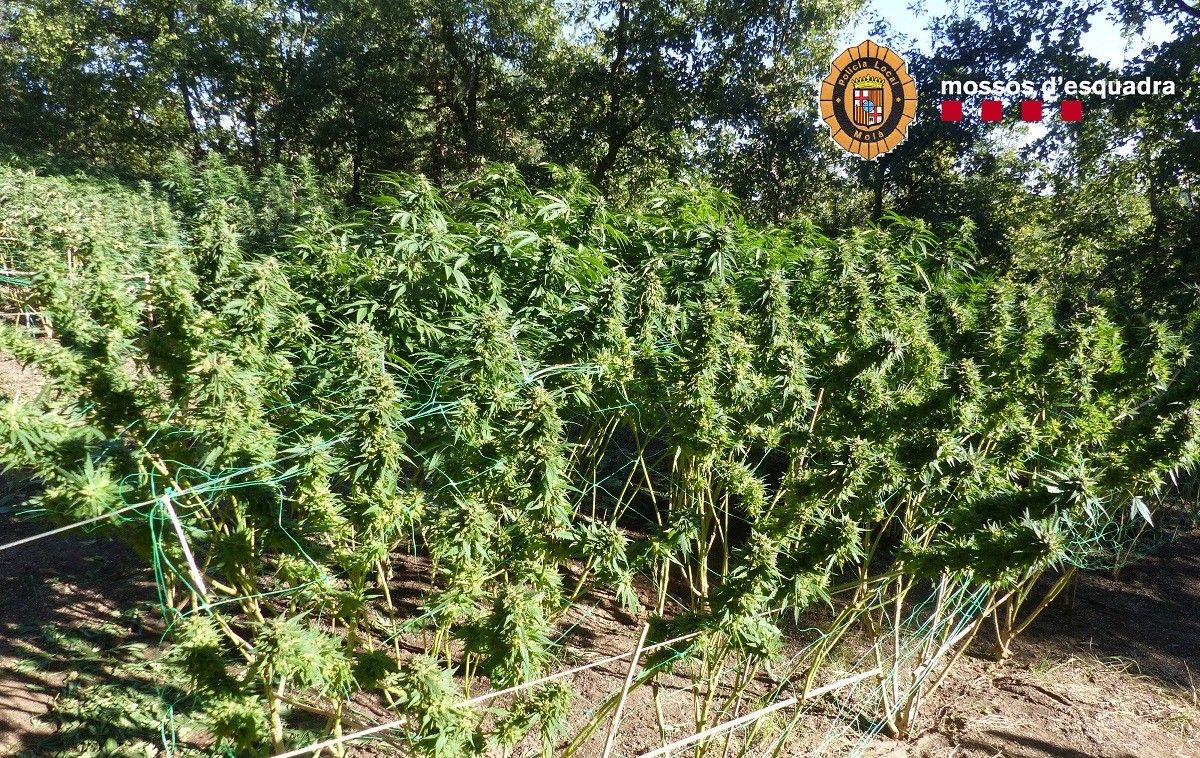 Plantació de marihuana que han trobat els Mossos i la Policia Local a Moià
