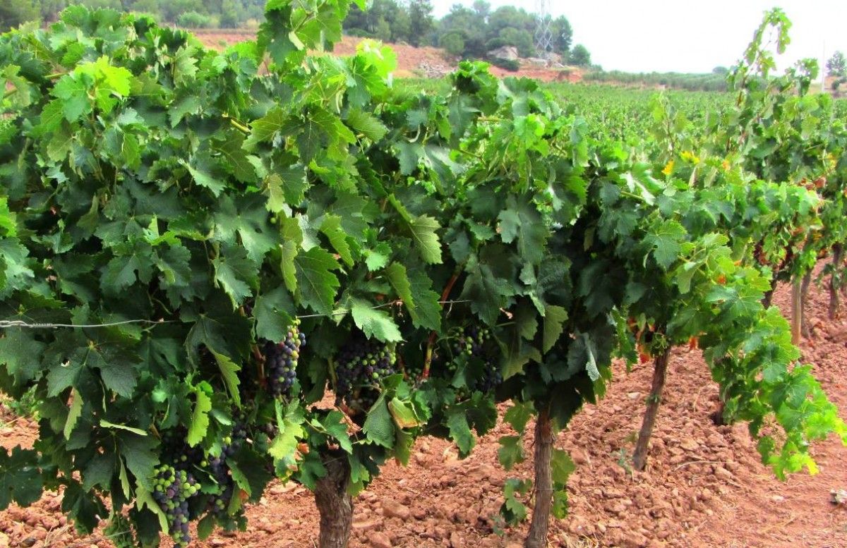 Les vinyes del celler El Molí-Collbaix