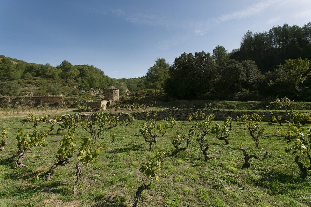 Tres vins d'Abadal s'han emportat la millor valoració entre els vins del Bages