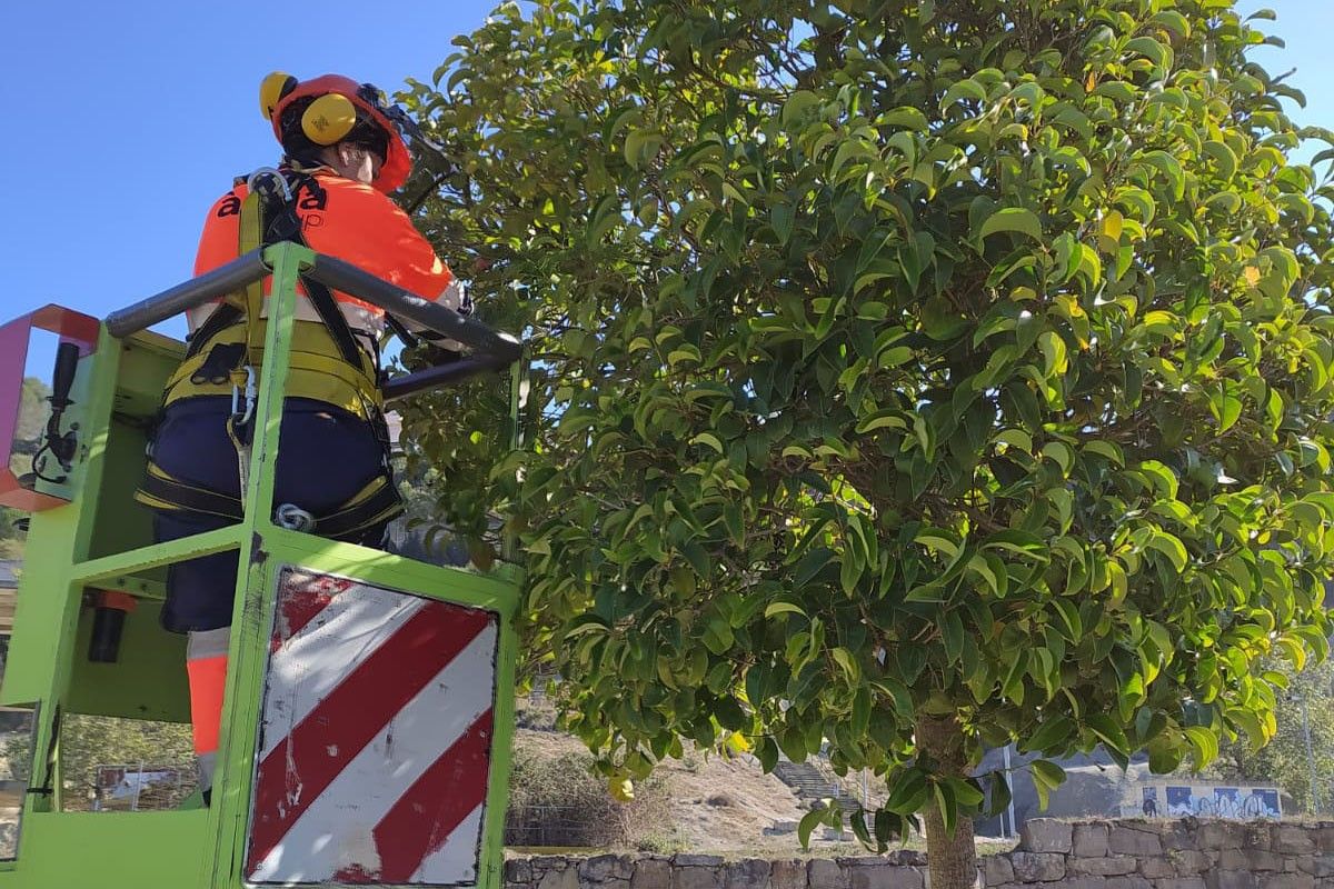 Un operari podant un arbre a Sant Vicenç de Castellet