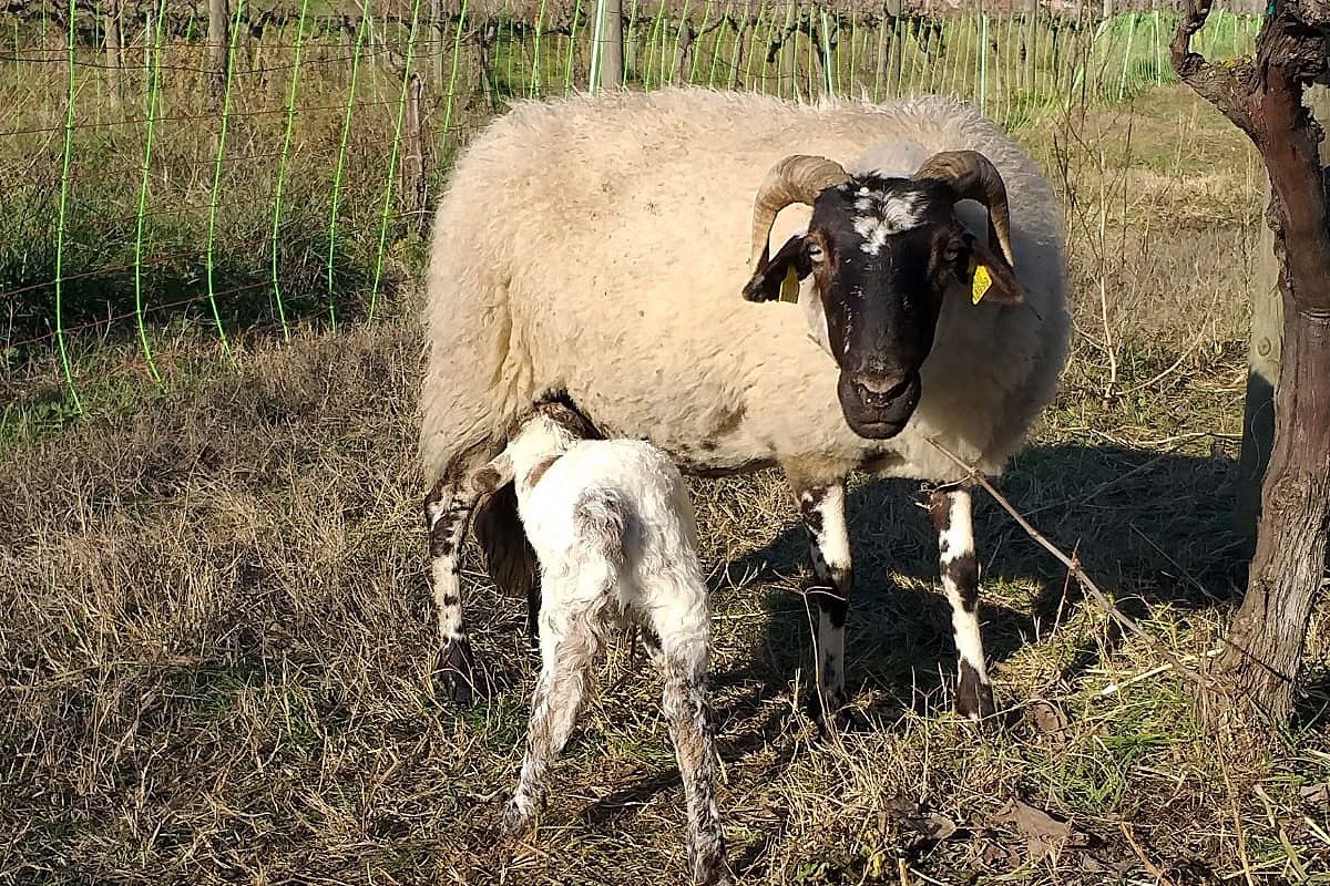 Una ovella i un xai a la zona de Can Poc Oli