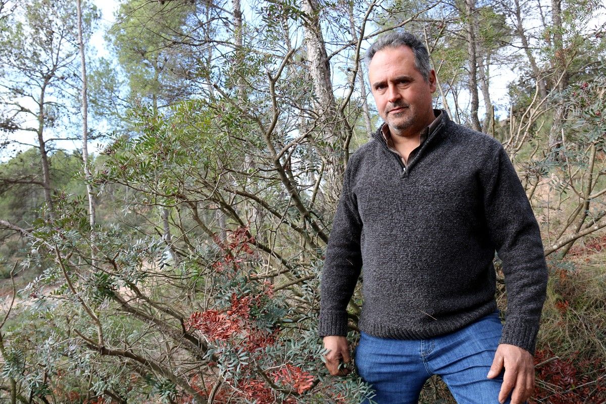 Pere Bover, propietari forestal de Sallent, davant d'un arbust de llentiscle espoliat a casa seva