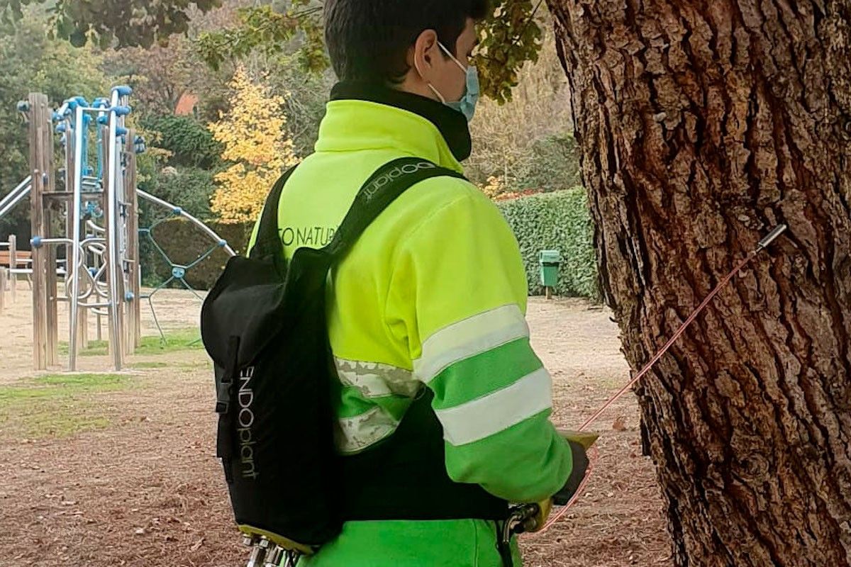 Sant Viçens tracta 96 arbres per evitar la propagació de la processionària del pi