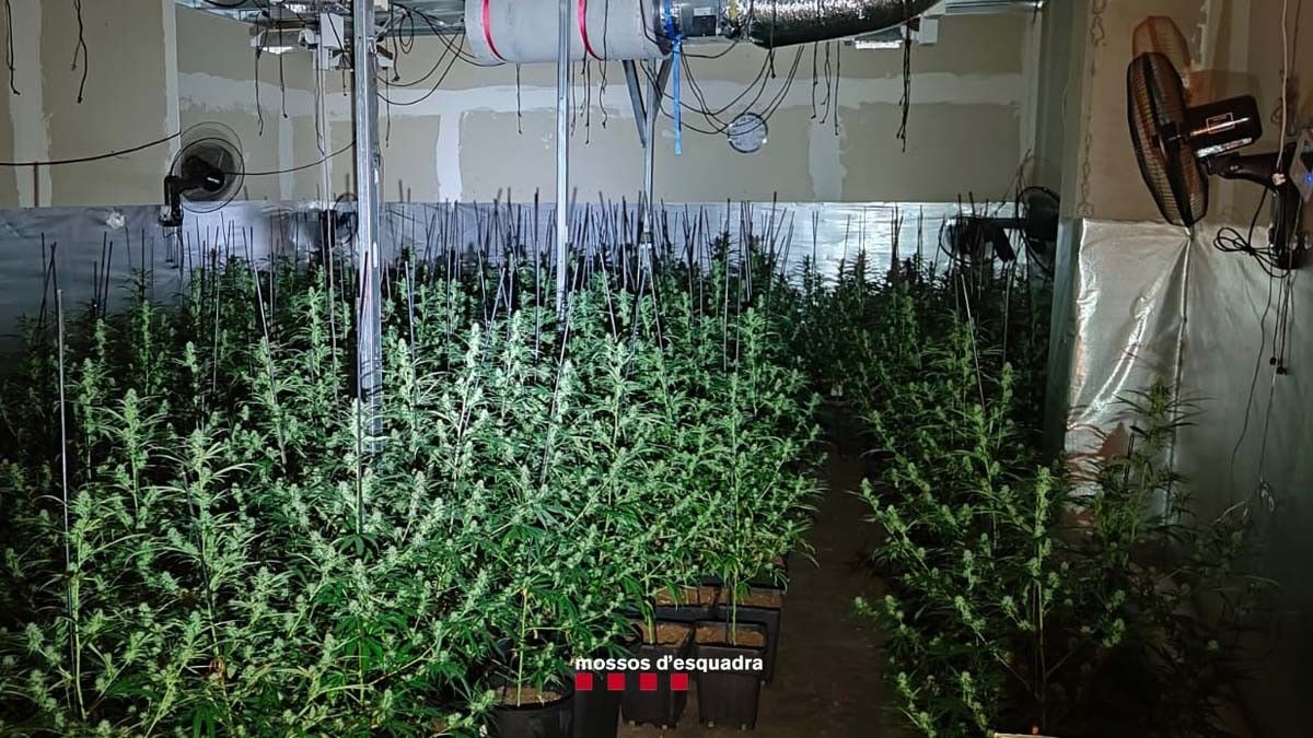 Plantació de marihuana a les naus de Sallent