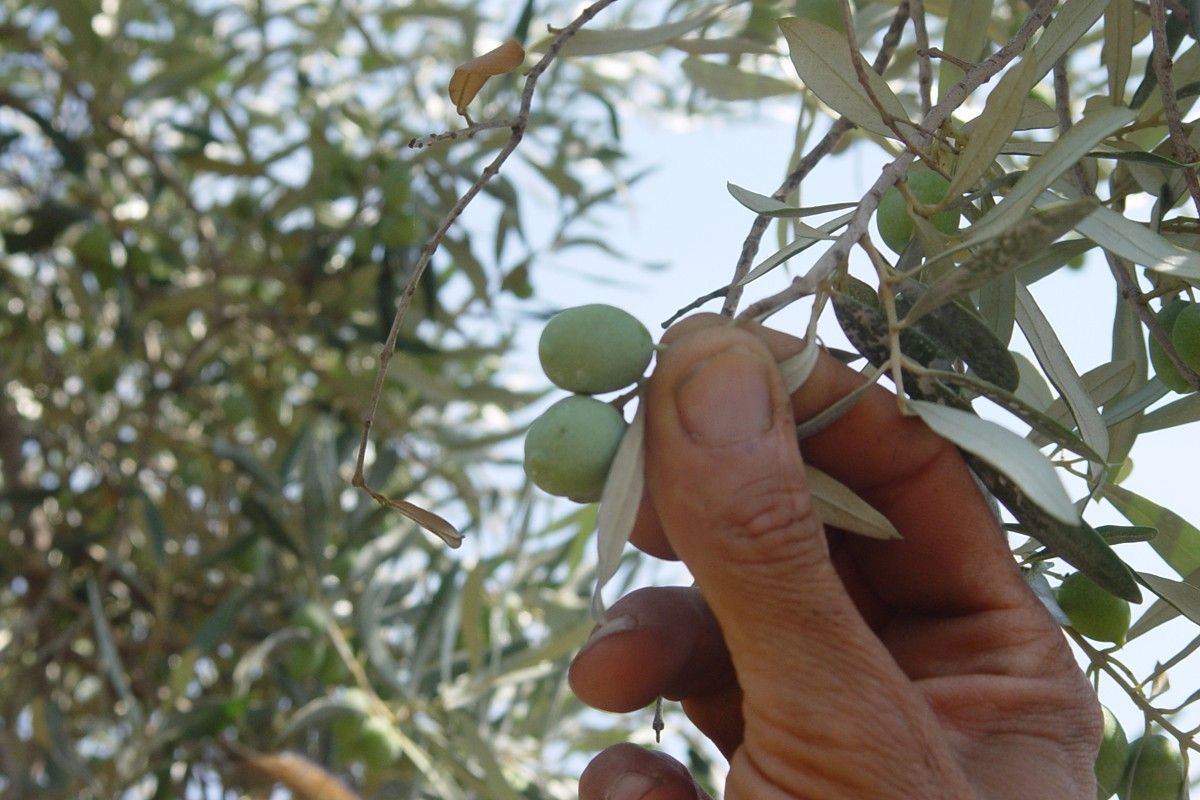 La formació parlarà del cultiu ecològic de l'olivera