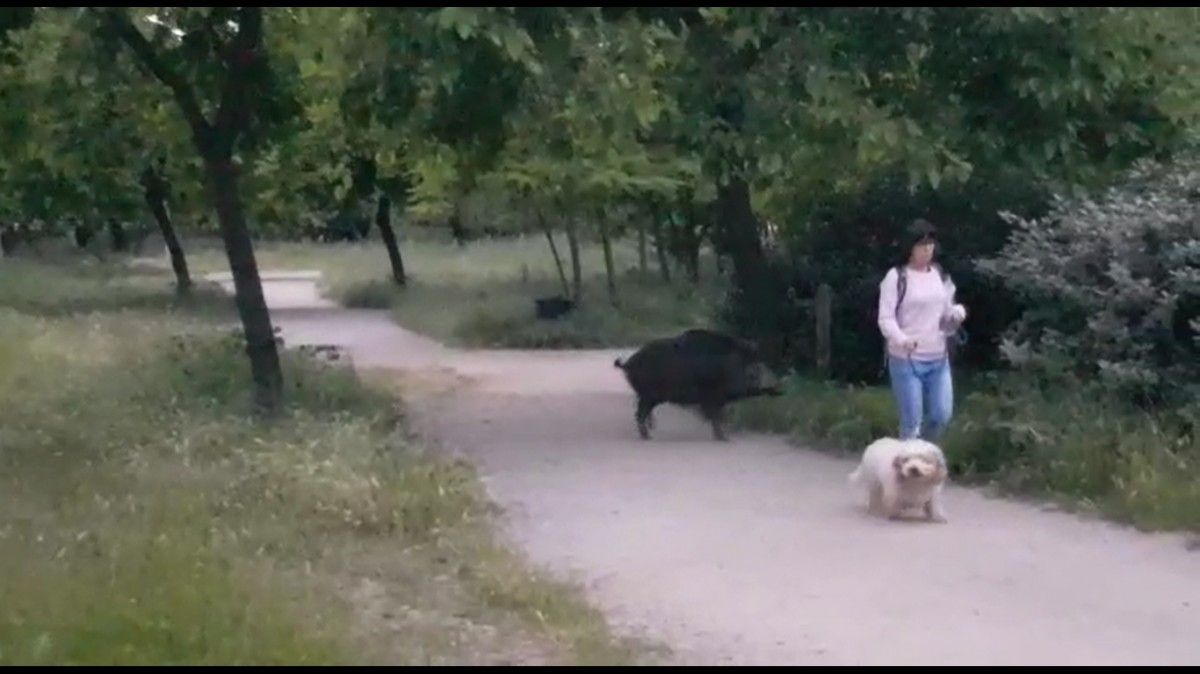 Un senglar empaita una dona amb un gos al Congost