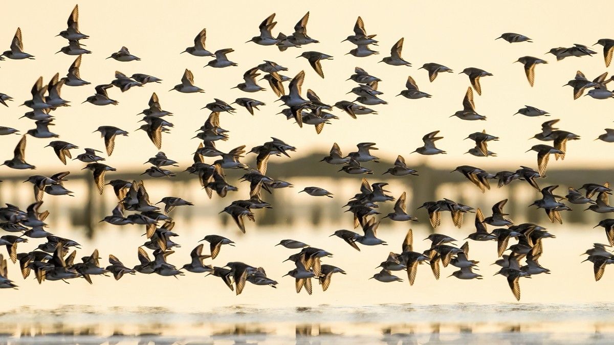 Ocells sobrevolant el Delta de l'Ebre
