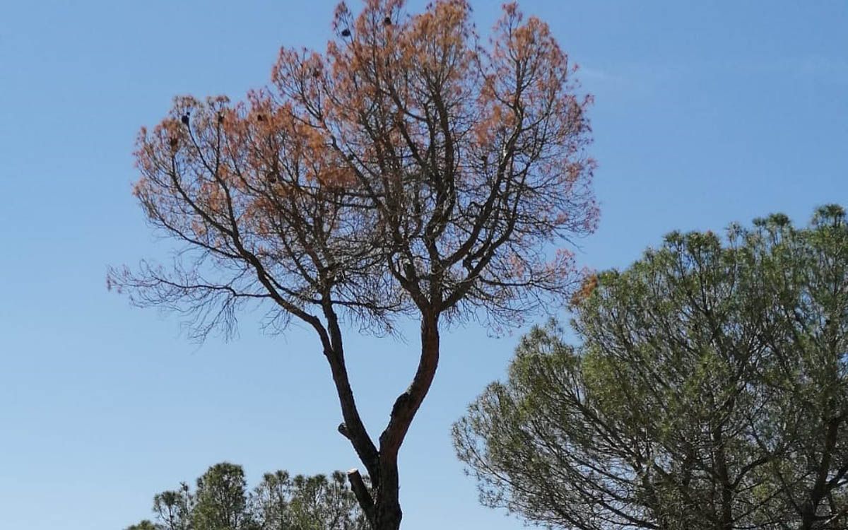 Un dels pins afectat per la plaga tomicus