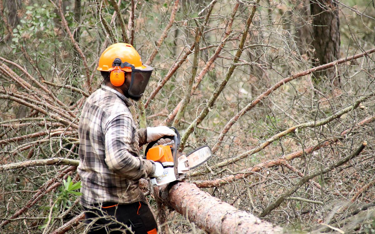 Un operari talla un arbre que està mort i el desbrossa abans de procedir a la seva retirada d'una finca a Sallent