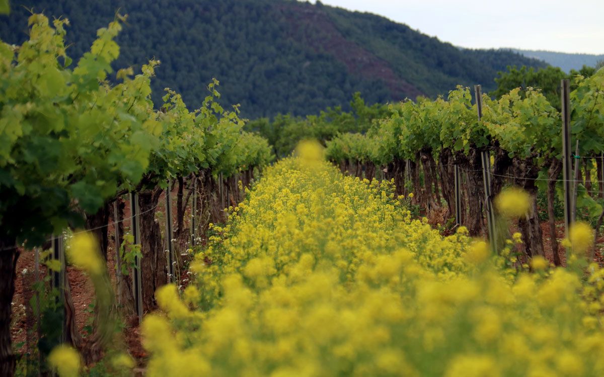 Coberta vegetal en una vinya del Bages