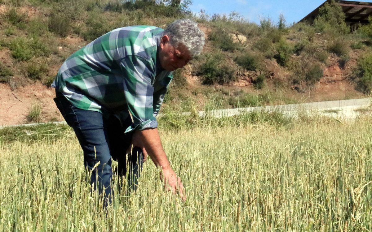 Josep Rius comprova com a perdut tota la collita de gra per culpa de la pedregada