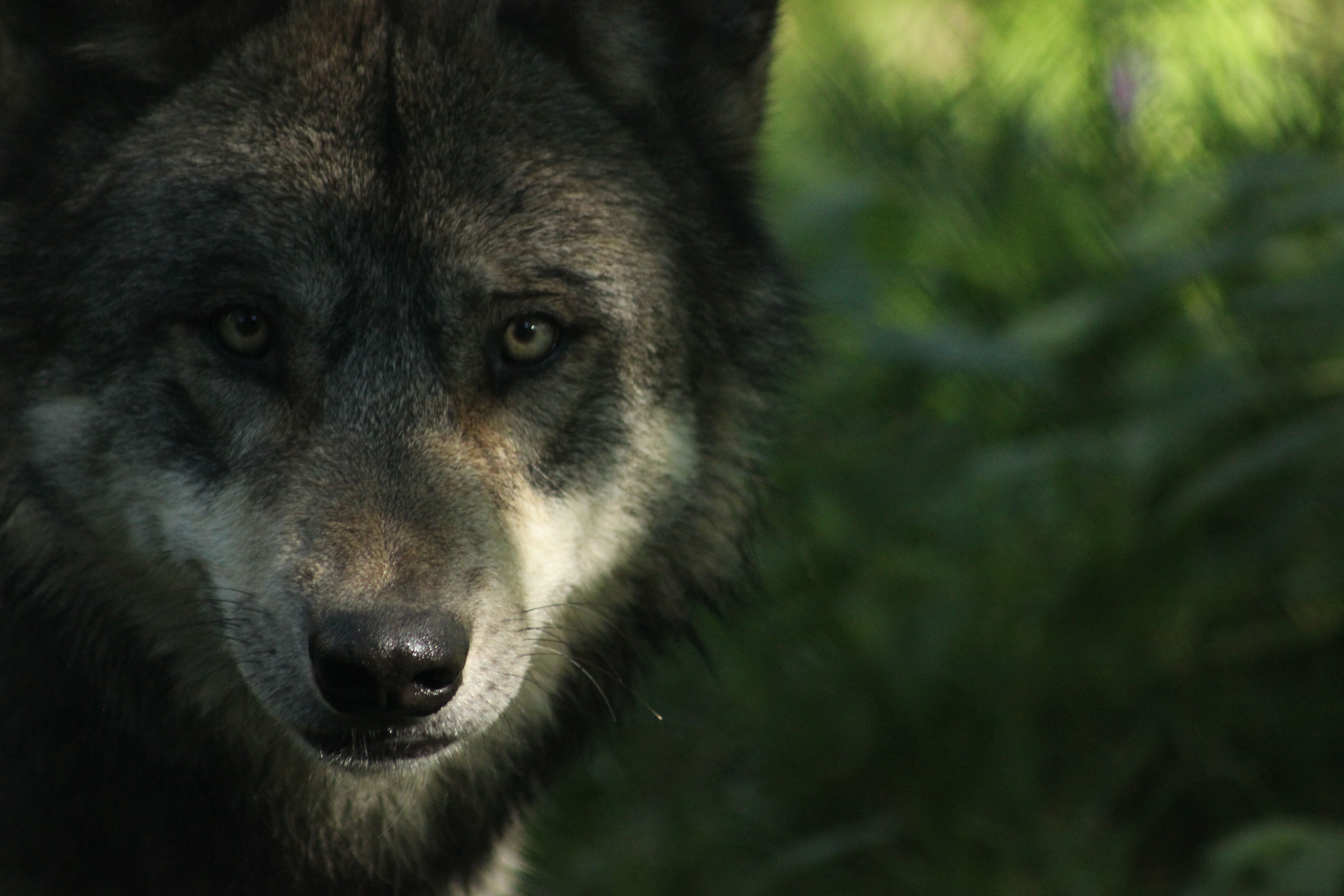 El llop és una espècie autòctona de casa nostra que cada cop és més cara de veure