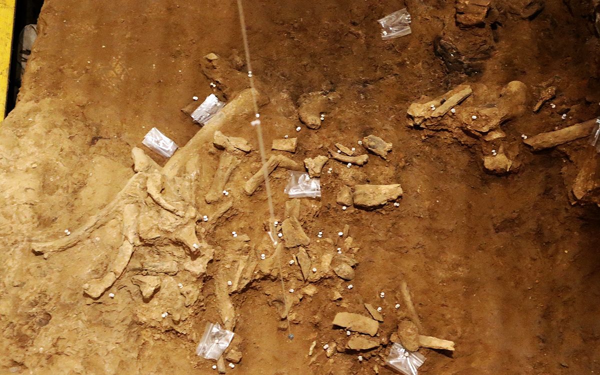 Restes d'animals de grans dimensions trobades a la Cova de les Teixoneres de Moià