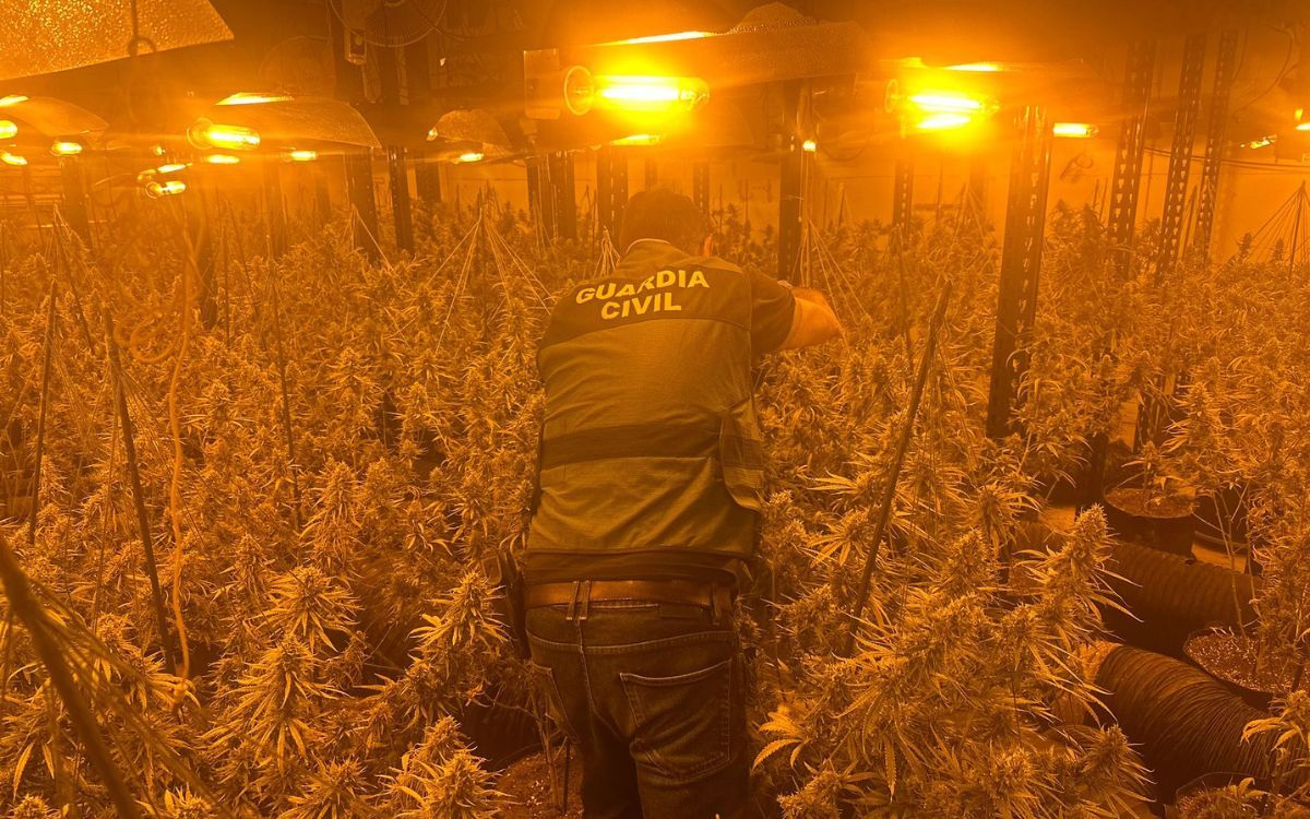 Imatge d'arxiu d'una plantació de marihuana