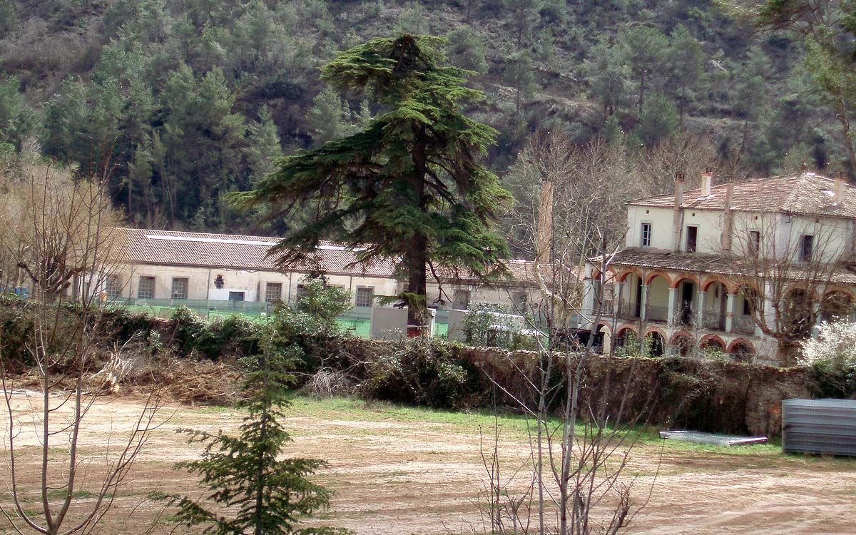 Monumental cedre de l'Himàlaia de Sant Benet de Bages