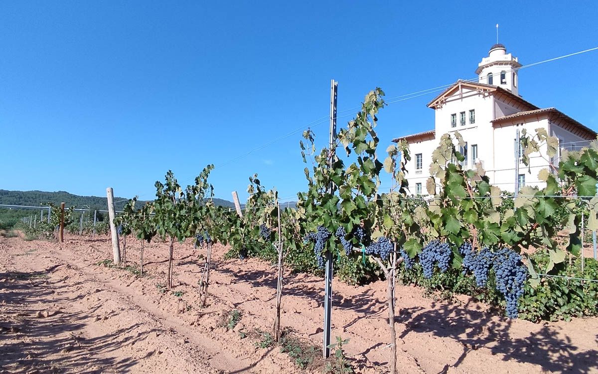 Projecte vitivinícola a la Torre Lluvià de Manresa