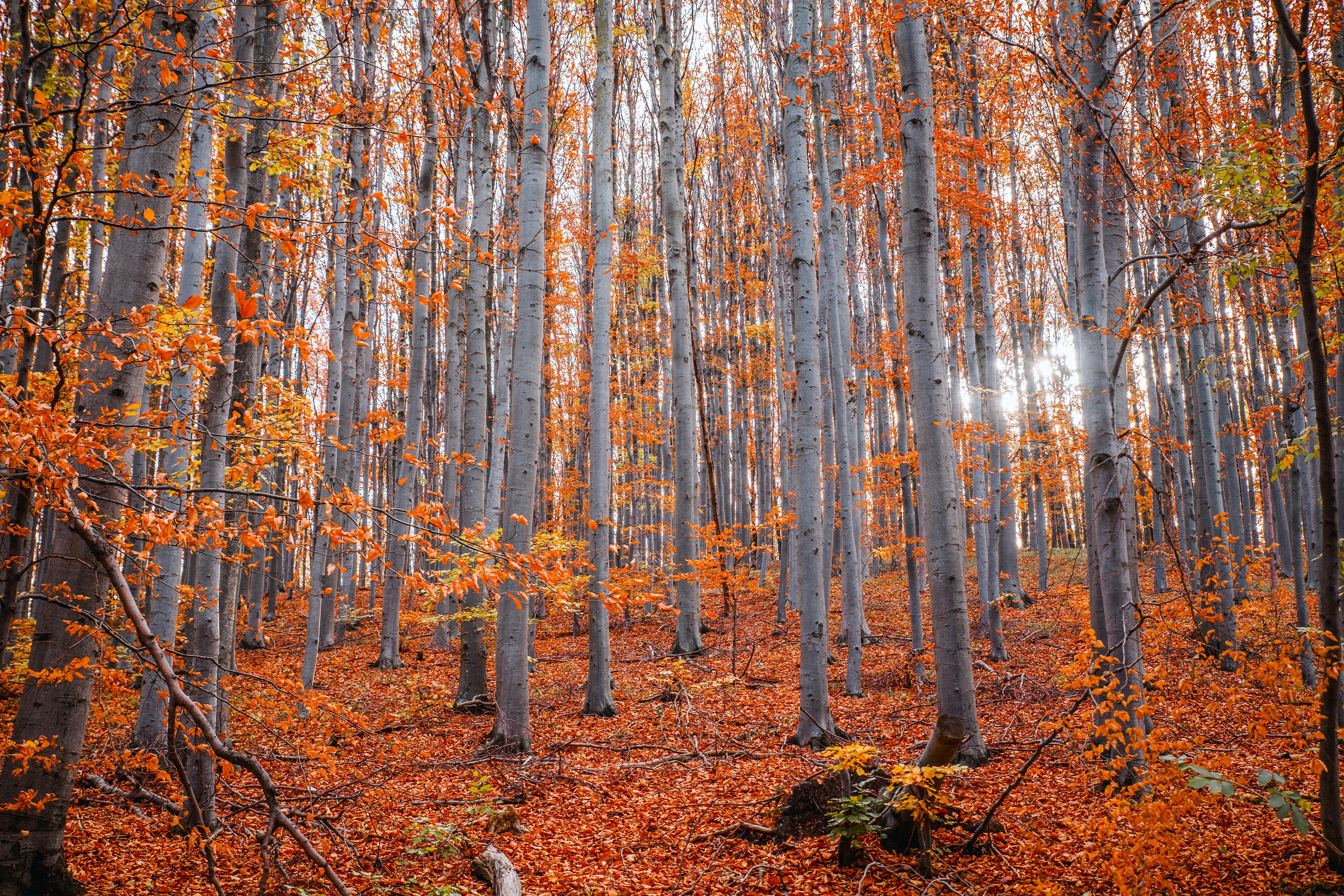 Els colors de tardor són irresistibles