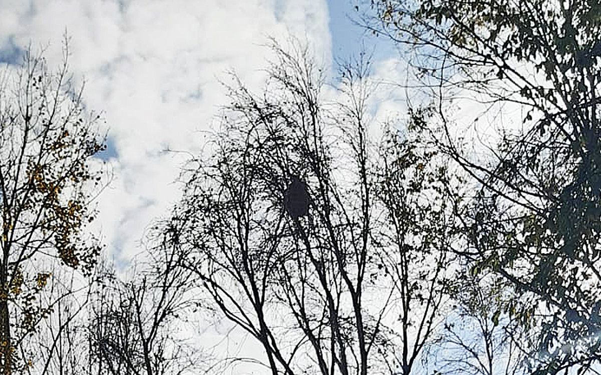 Un niu de vespa asiàtica en un arbre de Súria