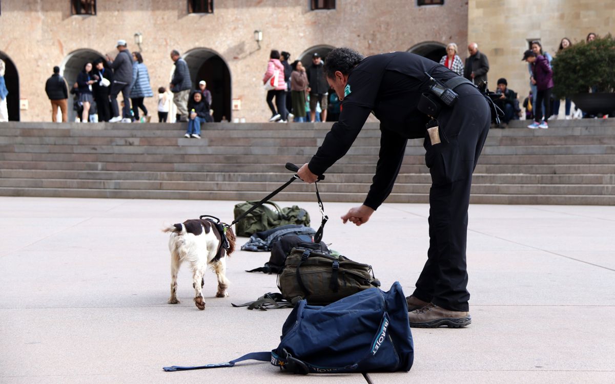 Exhibició de gossos de la Unitat Canina dels Rurals a Montserrat