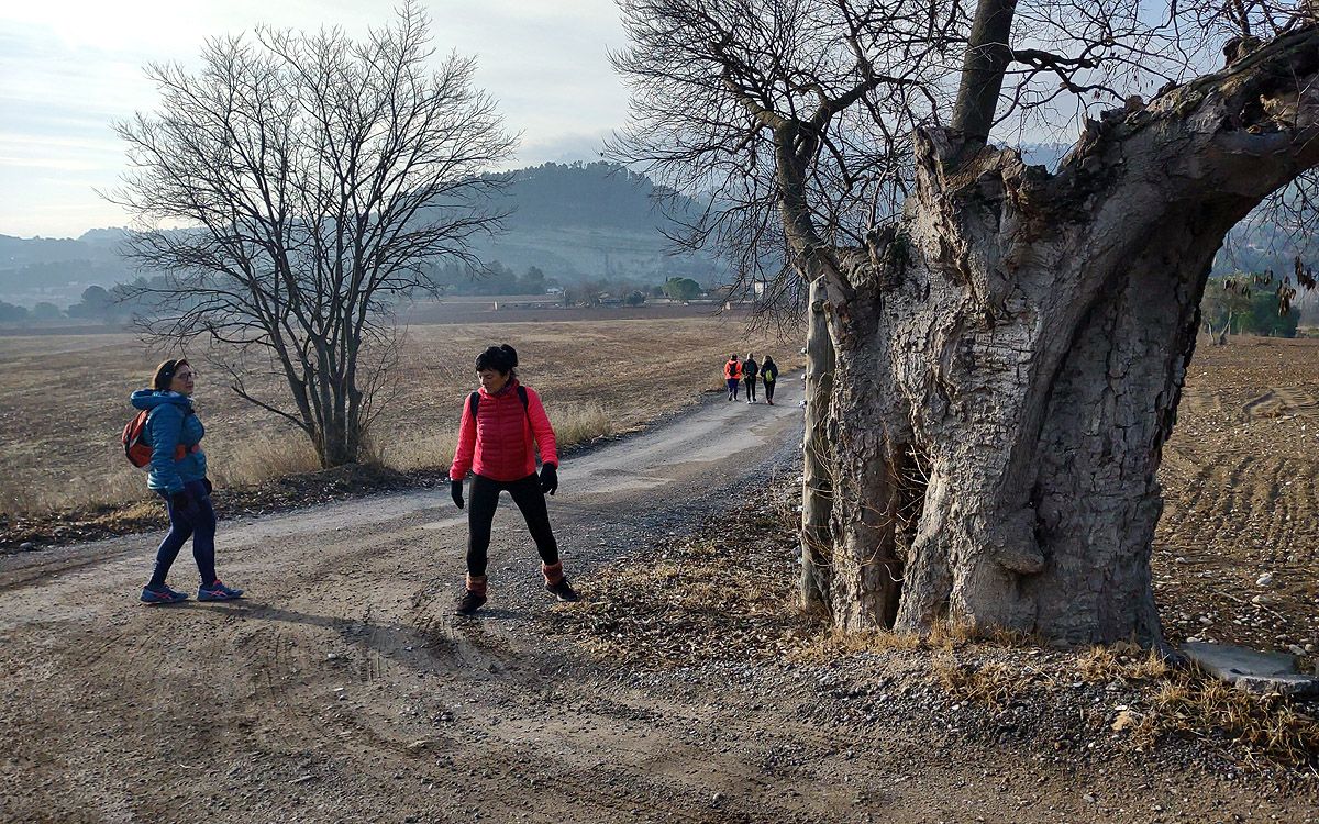 La Santpedor - Montserrat a peu arriba a la 25a edició